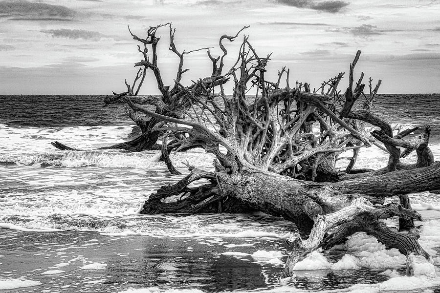 Nature Photograph - Driftwood Beach by Randy Bayne