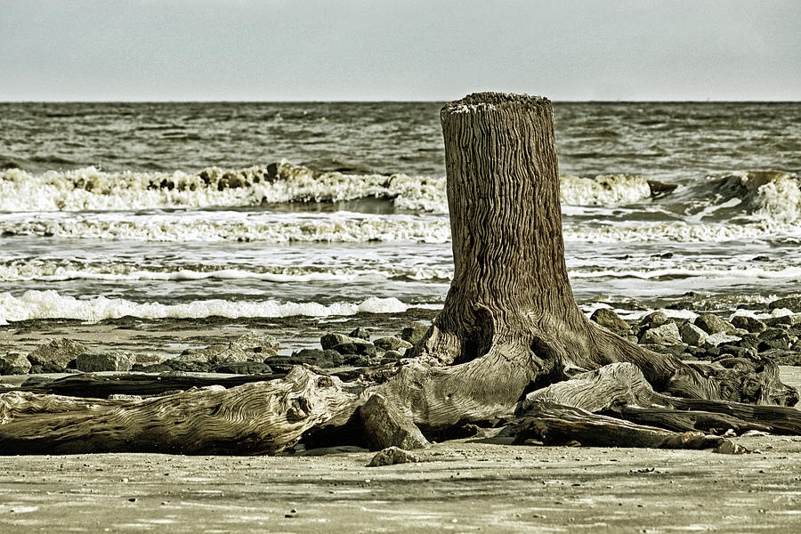 Driftwood Beach Stump At Jekyll Island 101 Photograph