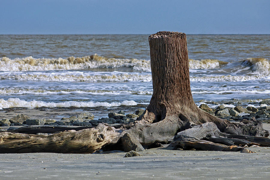 Driftwood Beach Stump At Jekyll Island 102 Photograph
