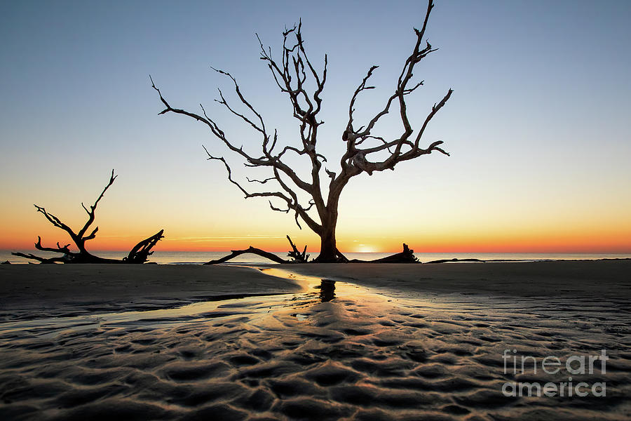 Driftwood Beach Sunrise Jekyll Island Photograph by Scott Pellegrin
