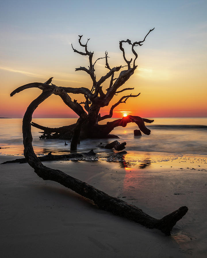 Driftwood Beach Sunrise Reflection Photograph by Stefan Mazzola
