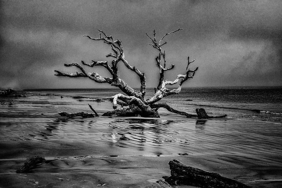 Driftwood Beach Photograph by Tom Singleton