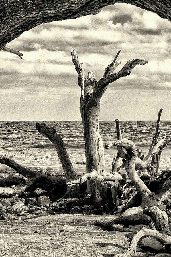 Driftwood Beach Uplifting in Black and White Photograph by Bill Swartwout
