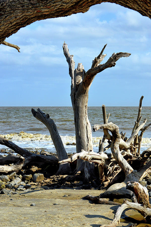 Driftwood Beach Uplifting on Jekyll Island Photograph by Bill Swartwout