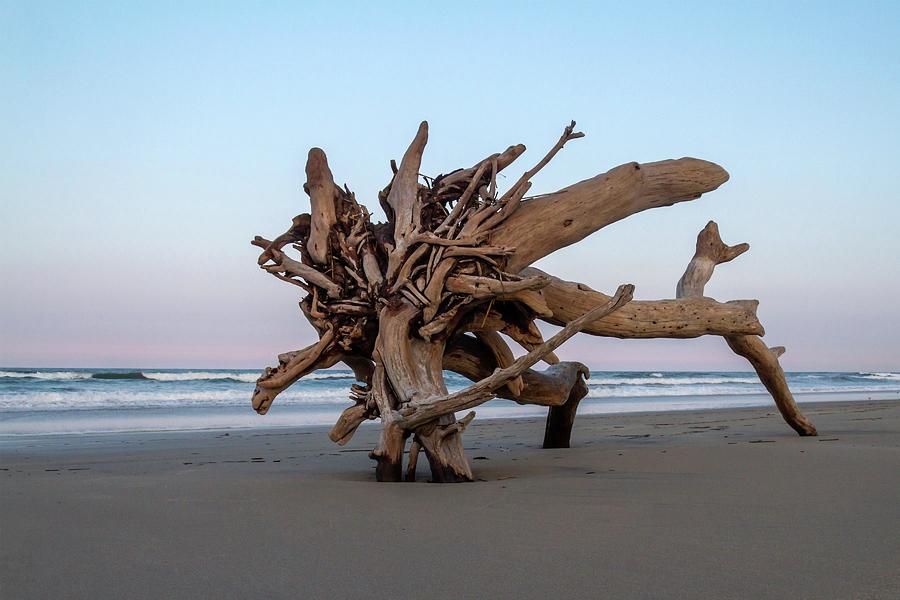 Driftwood Bench Photograph by Liza Eckardt