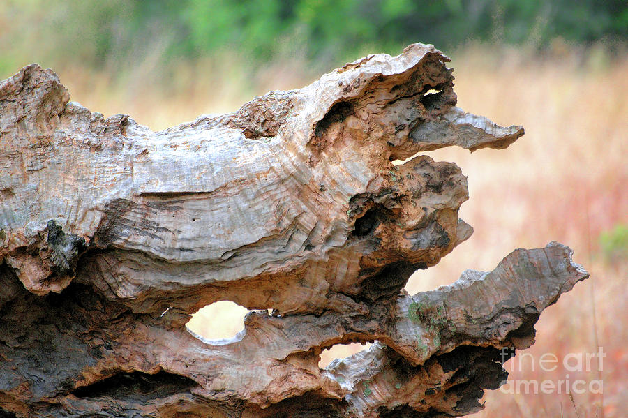 Driftwood Creature Photograph by Ellen Cotton