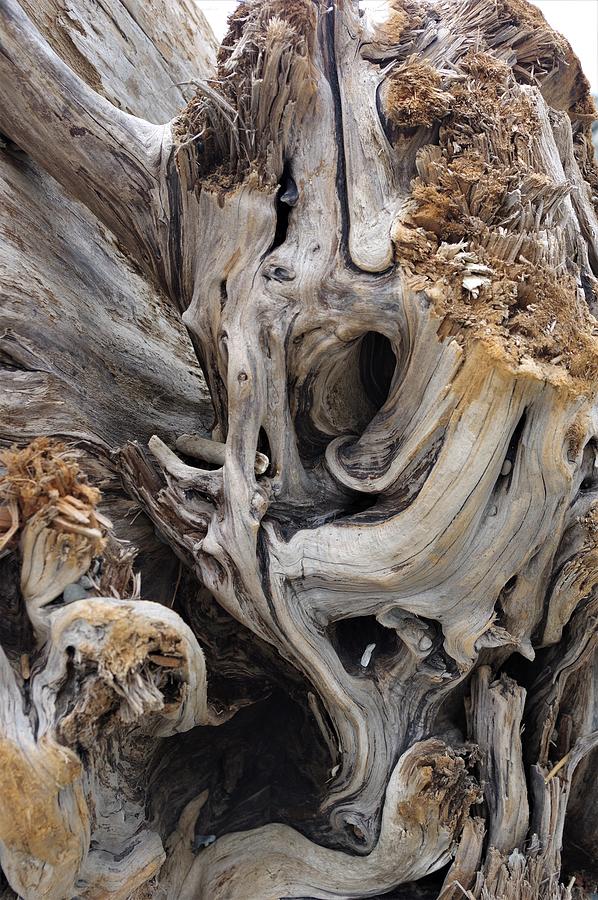 Driftwood Design Photograph by Adria Trail