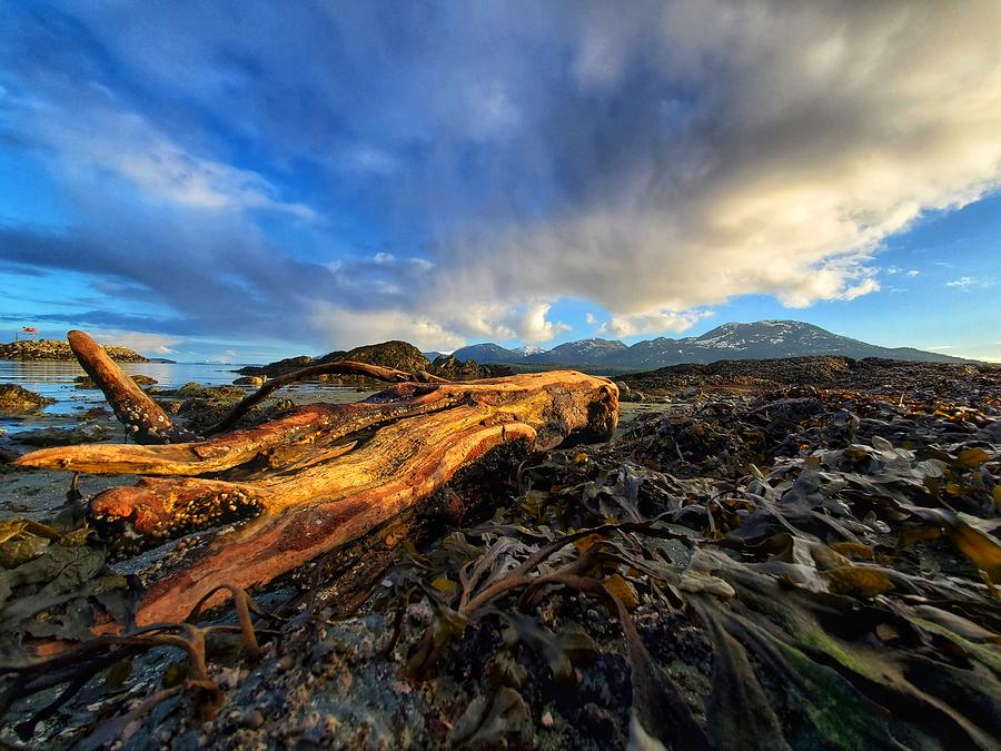 Driftwood Dreams Photograph by Amber Compton Pixels