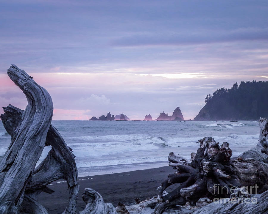 Driftwood Dreams Photograph by Shelley Lamie Fine Art America