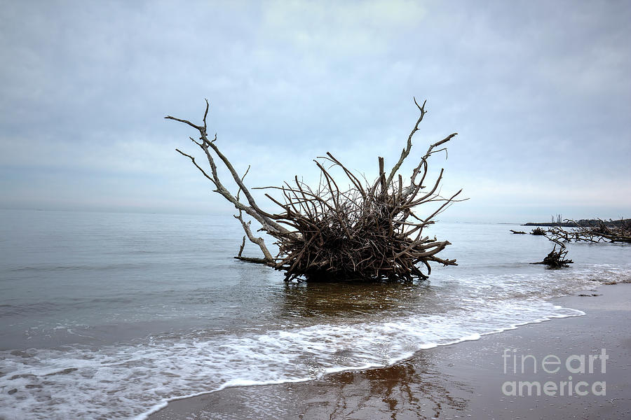 Driftwood Photograph - Driftwood by Felix Lai Driftwood Photograph - Driftwood by Felix Lai