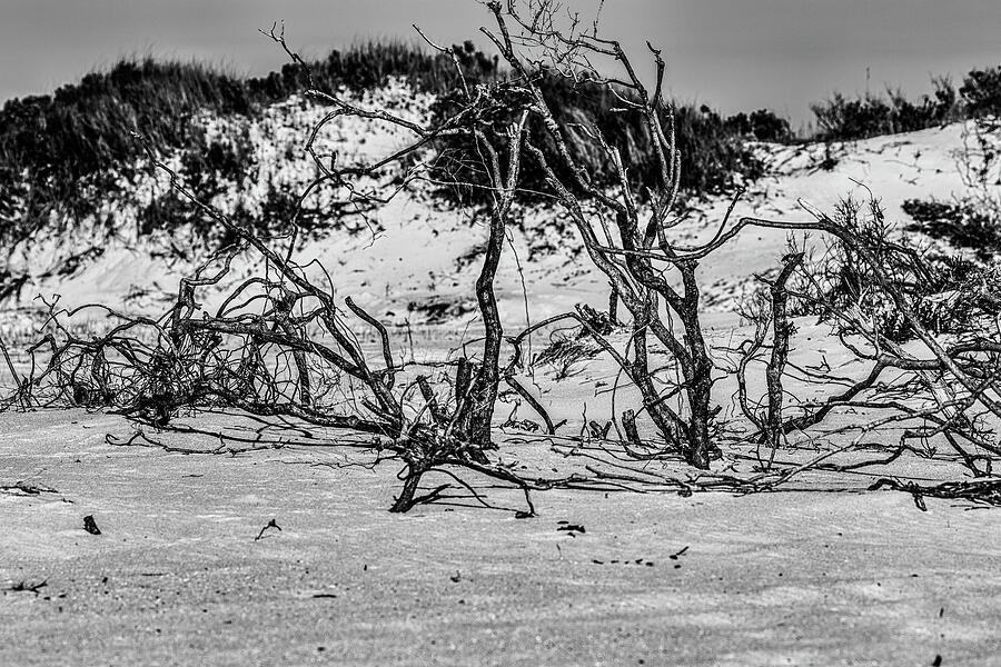 Driftwood Forest Photograph by William Ryan - Fine Art America