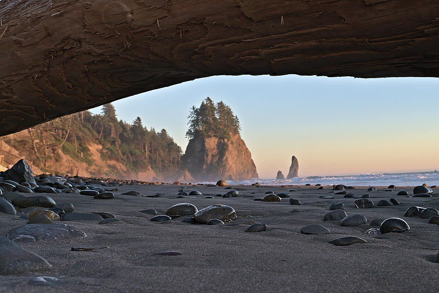 Driftwood Framed  Pacific Sea Stacks Photograph by Chris Pappathopoulos