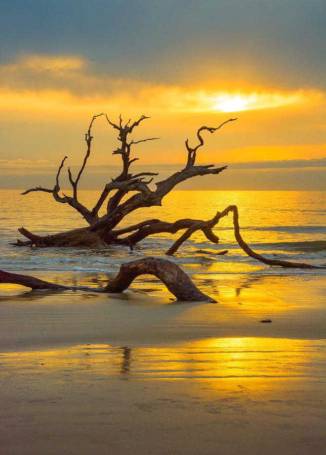 Driftwood Gold Photograph by Morris McClung