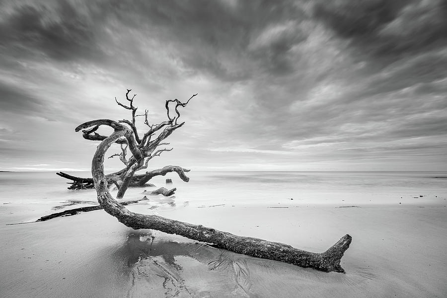 Driftwood In Black And White Photograph