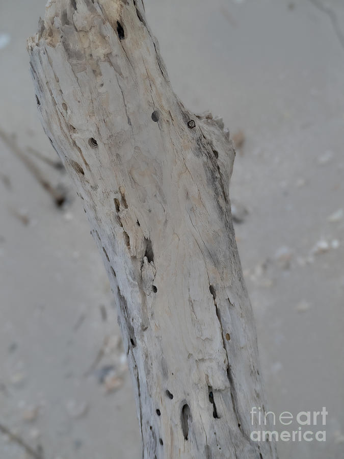 Driftwood in Camouflage  Photograph by L Bosco
