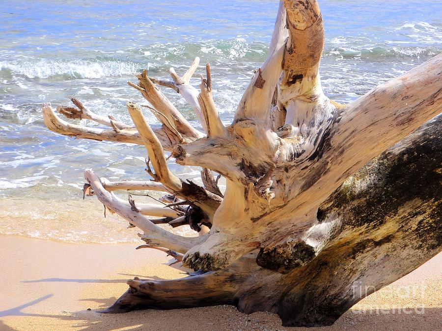 Driftwood in Sunlight Photograph by Mary Deal