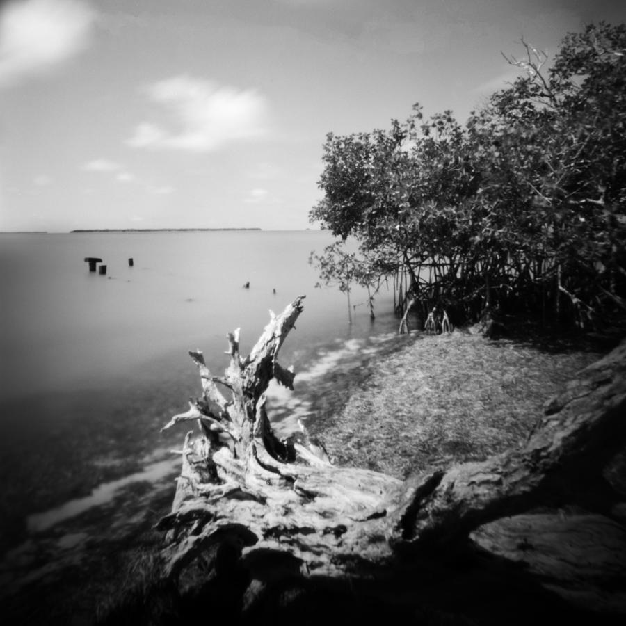 Driftwood in the Everglades Photograph by Rudy Umans