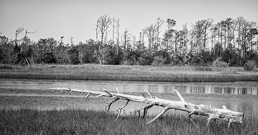 Driftwood in the Salt Marsh - Cedar Point NC Photograph by Bob Decker