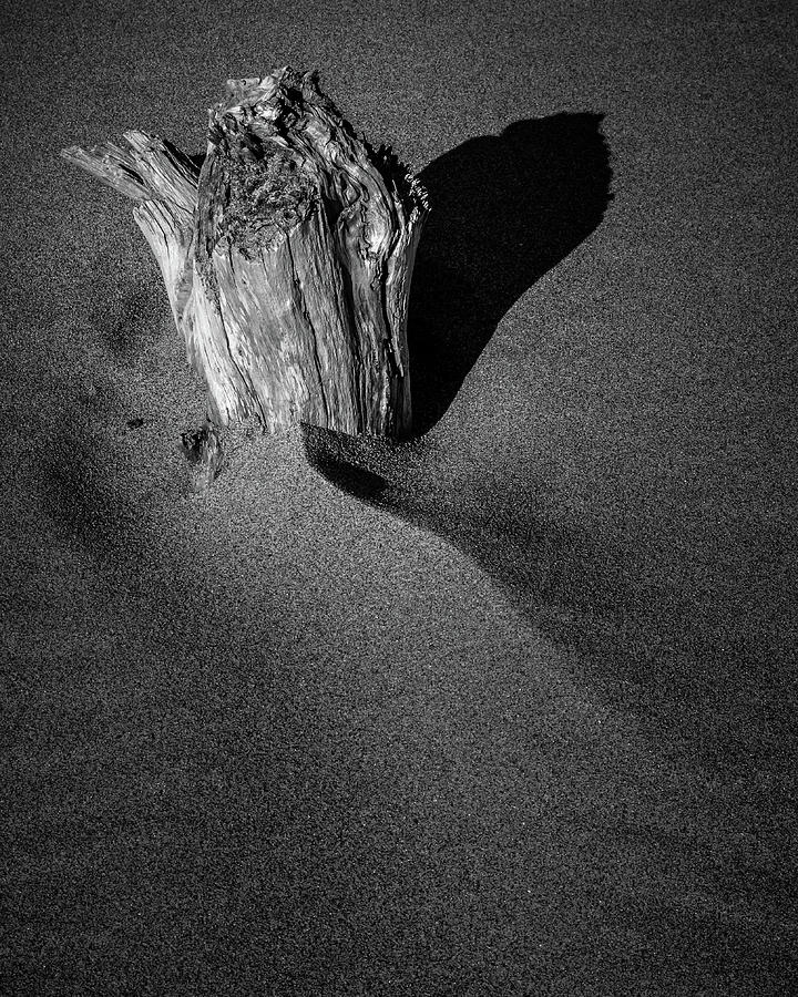 Driftwood in the sand Photograph by Mike Fusaro
