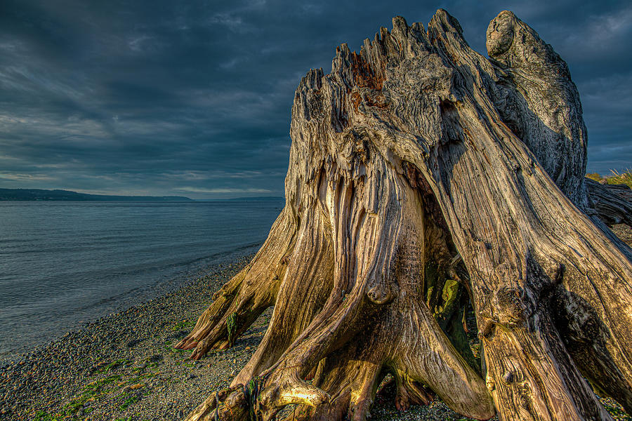 Driftwood in the Sunset Photograph by Tommy Farnsworth