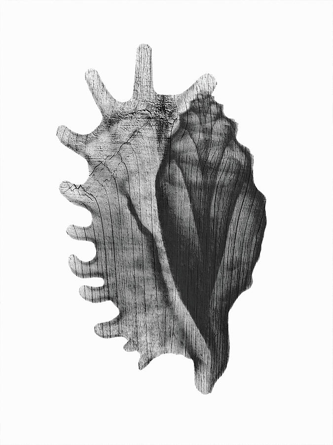 Driftwood Lambdis Seashell x-ray Beach art Photograph by Roy Livingston Driftwood Lambdis Seashell x-ray Beach art Photograph by Roy Livingston