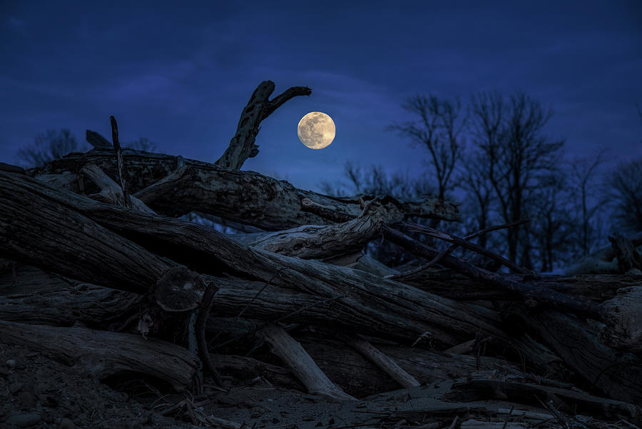 Driftwood Moon Photograph by Martina Abreu