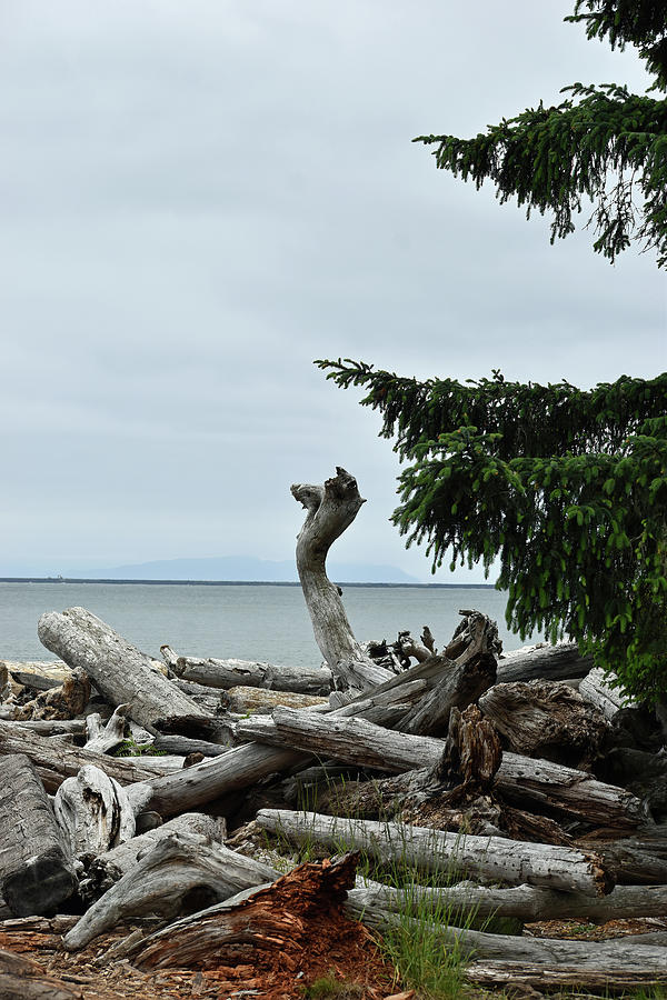 Driftwood near Cape Disappointment Oregon USA Photograph by Roberta Byram