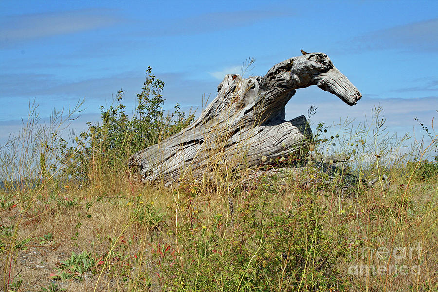 Driftwood Photograph by Norma Appleton