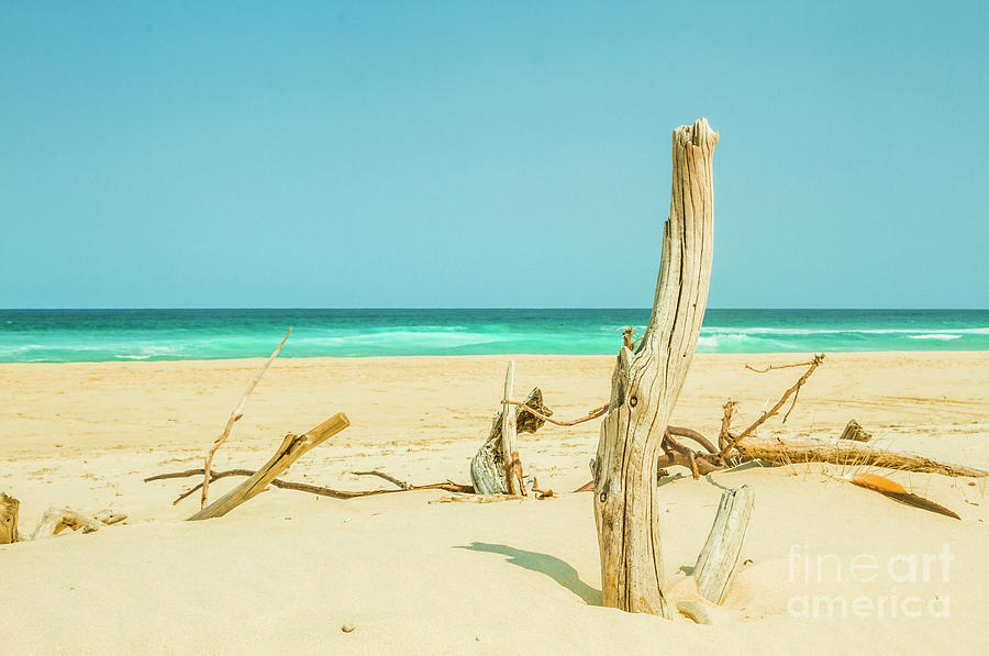 Driftwood oasis Photograph by Jorgo Photography