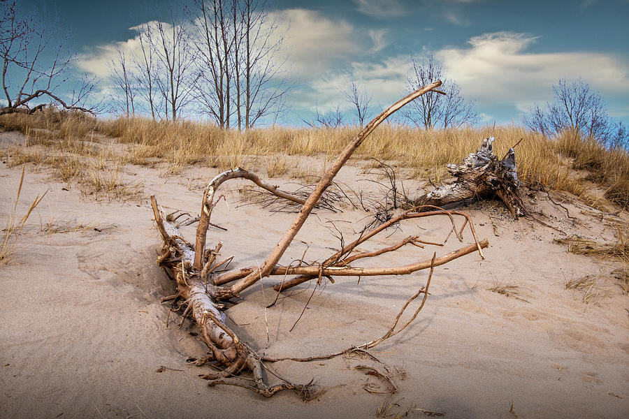 Driftwood on a Sand Dune at Ottawa Beach State Park Photograph by Randall Nyhof