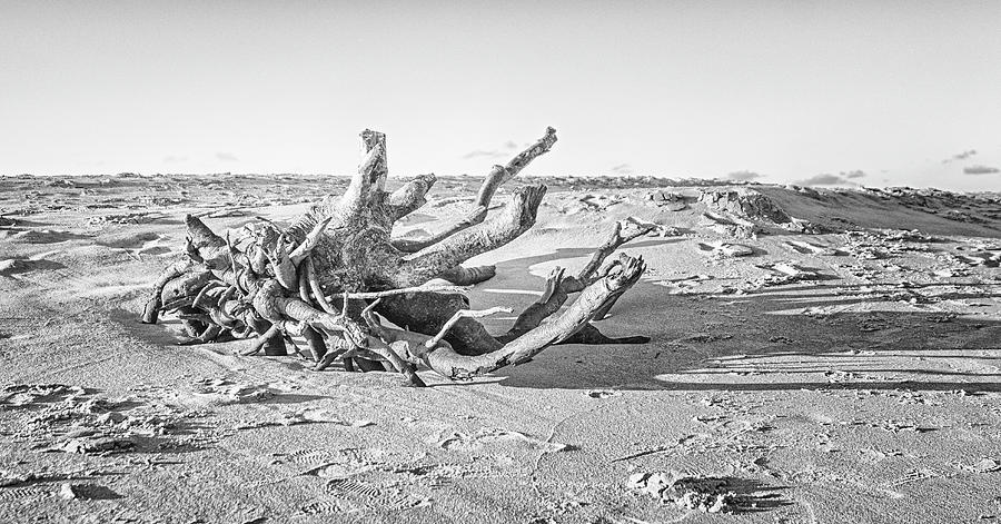 Driftwood on Atlantic Beach - Fort Macon NC Photograph by Bob Decker