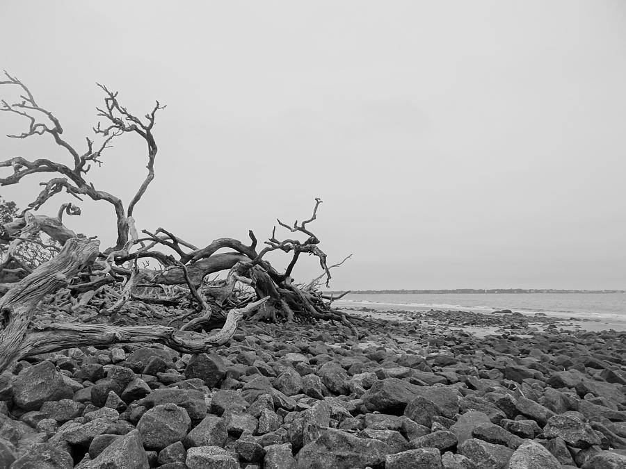 Driftwood on Beach Photograph by Melissa Kirchgessner / FOAP