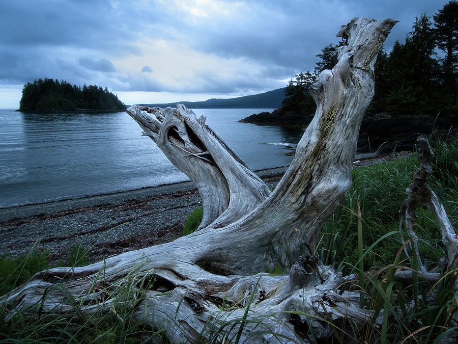 Driftwood on Beach Photograph by Richard Smith - Fine Art America