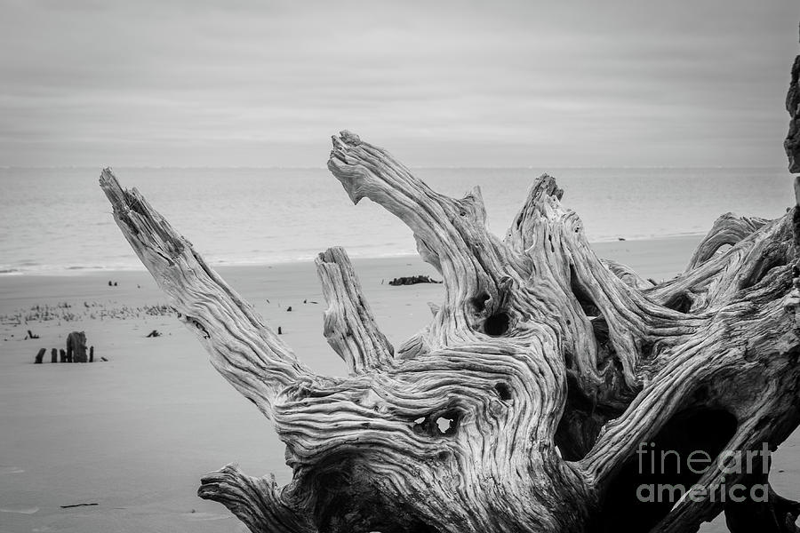 Driftwood on Boneyard Beach Florida 4 Black and White Rustic Coastal Landscape Photo Photograph by PIPA Fine Art - Simply Solid