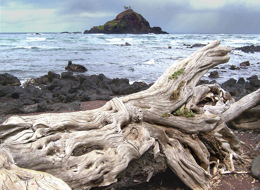 Nature Photograph - Driftwood on Maui by David T Wilkinson