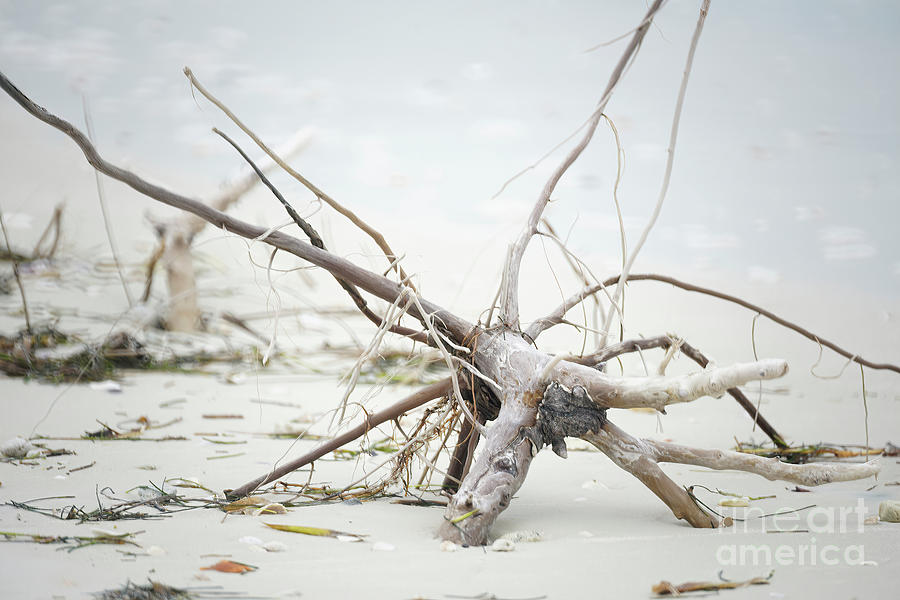 Honeymoon Island Photograph - Driftwood On The Beach by Felix Lai Honeymoon Island Photograph - Driftwood On The Beach by Felix Lai