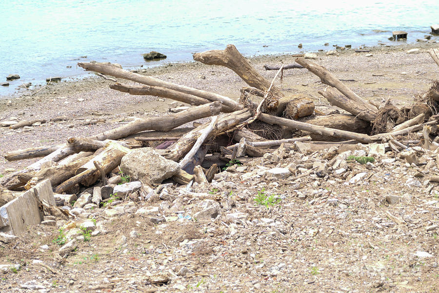 Driftwood on the riverbank Photograph by Bentley Davis