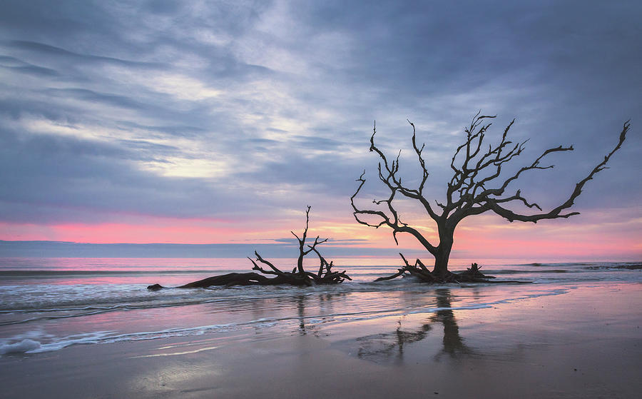 Driftwood Pastels Photograph by Morris McClung