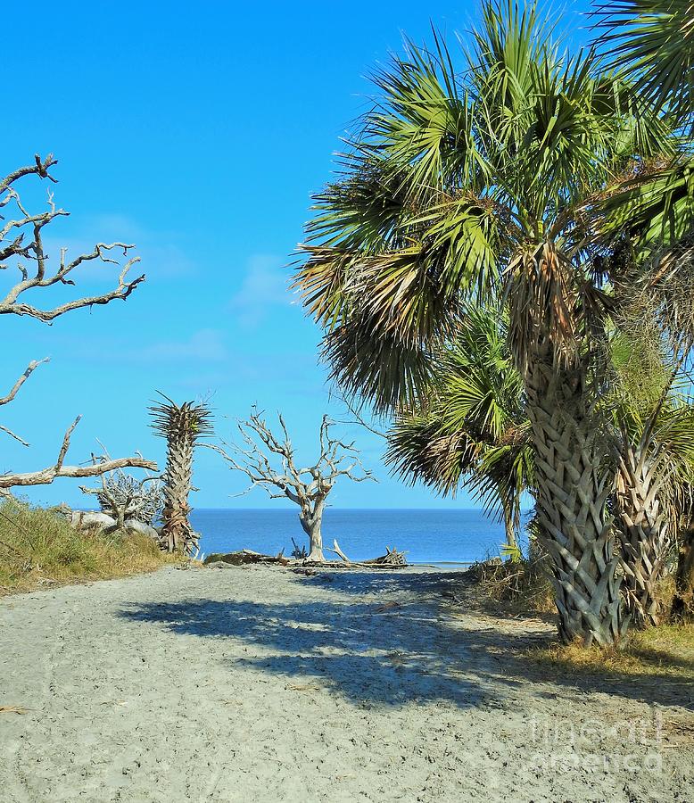 Driftwood Path Photograph by Tina M Powell - Fine Art America