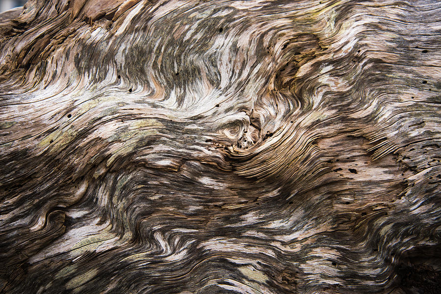 Driftwood Patterns Photograph by Robert Potts