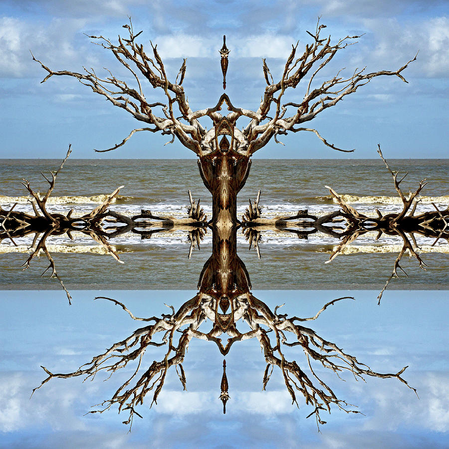 Driftwood Reflections on Jekyll Island Mixed Media by Bill Swartwout