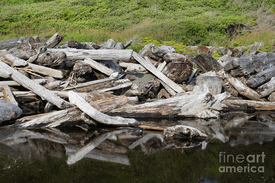 Driftwood Reflections Photograph by Suzanne Luft