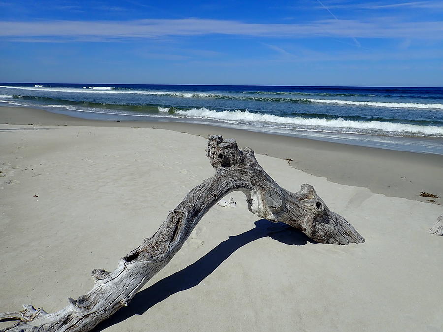 Driftwood Photograph by Robert Nickologianis