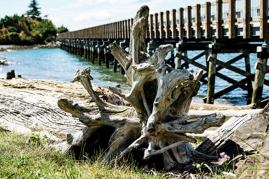 Driftwood Root and Trestle Bridge Photograph by Tom Cochran
