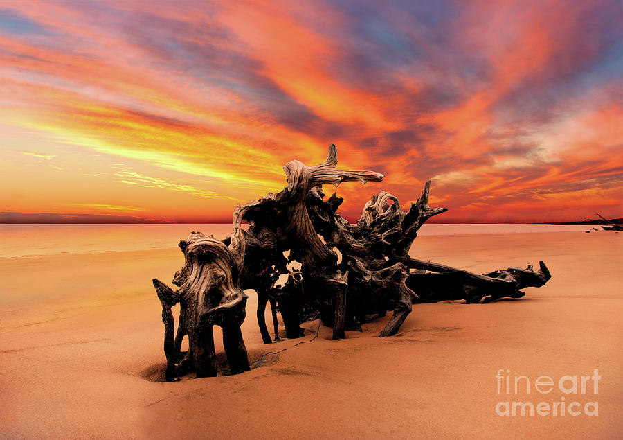 https://images.fineartamerica.com/images/artworkimages/mediumlarge/3/driftwood-roots-and-sunrise-coastal-landscape-photo-boneyard-beach-jacksonville-florida-pipa-fine-art-simply-solid.jpg