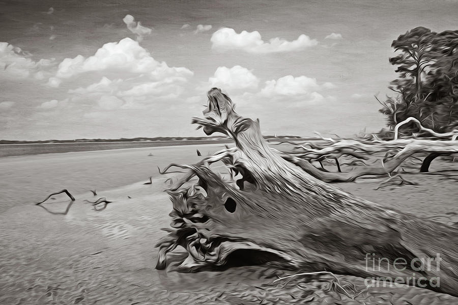 Driftwood Beach Photograph - Driftwood Sculptures BW by Laura D Young