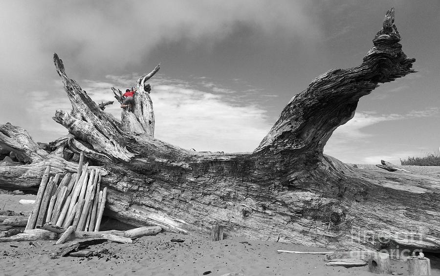 Driftwood Ship Lookout Photograph by Catherine Randolph Hamilton - Fine ...