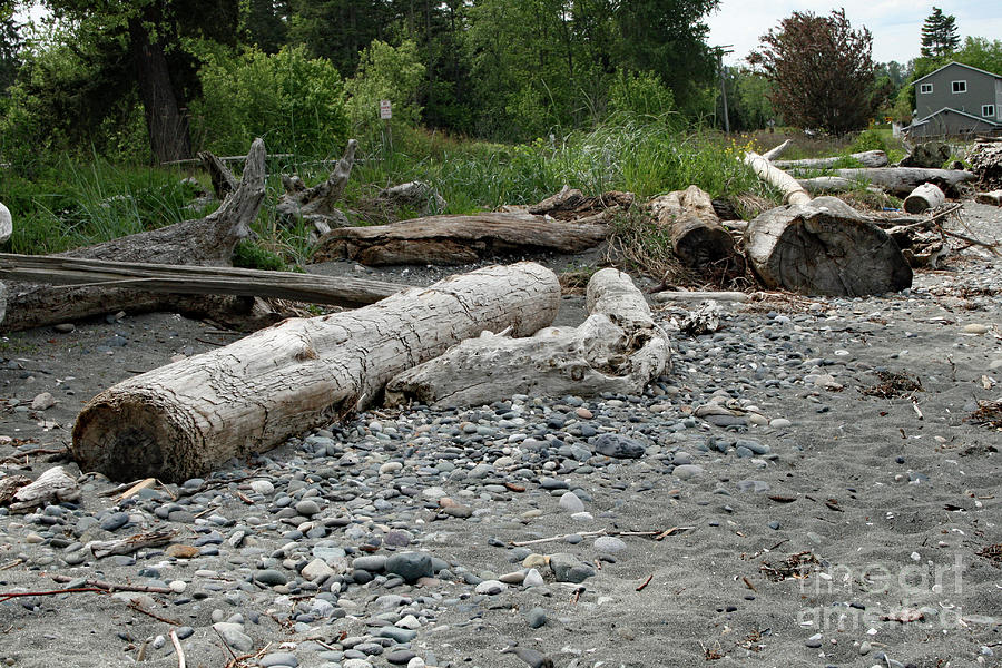 Driftwood Shore Photograph by Norma Appleton