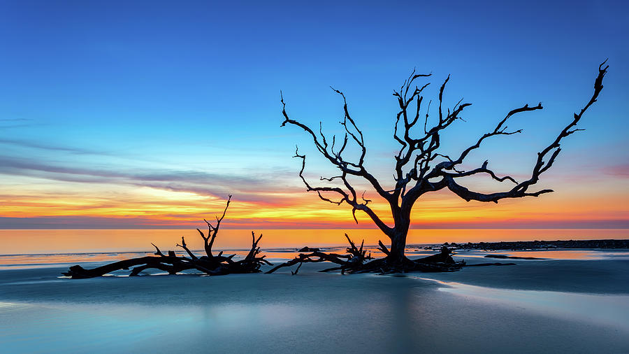 Driftwood Silhouette  Photograph by C  Renee Martin
