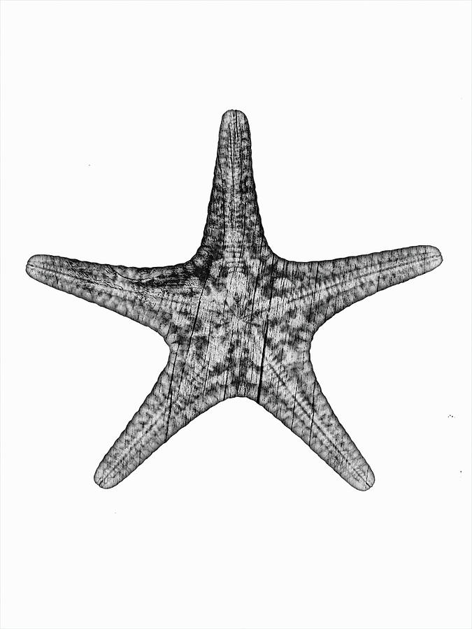 Driftwood Starfish Shell x-ray Beach art Photograph by Roy Livingston